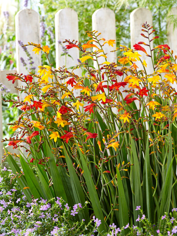 Crocosmia Mix (Montbretia) bollen knollen