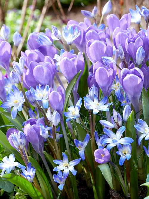 Krokus tommasinianus 'Hummingbird'