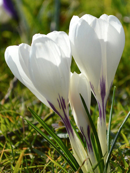 Witte krokus Jeanne d'Arc