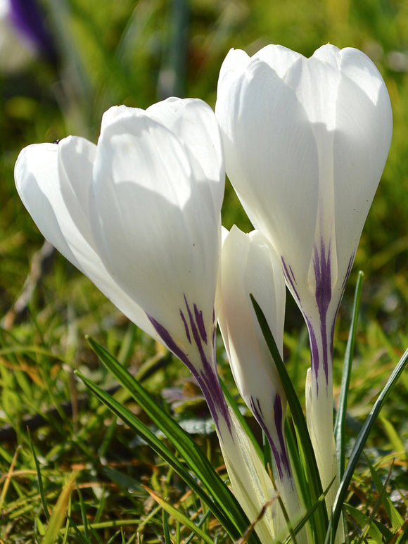 Witte krokus Jeanne d'Arc
