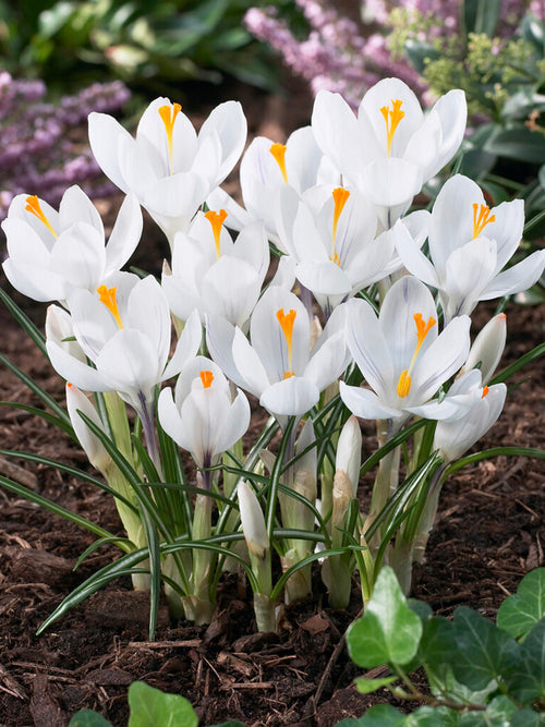 Witte Krokus Bloembollen