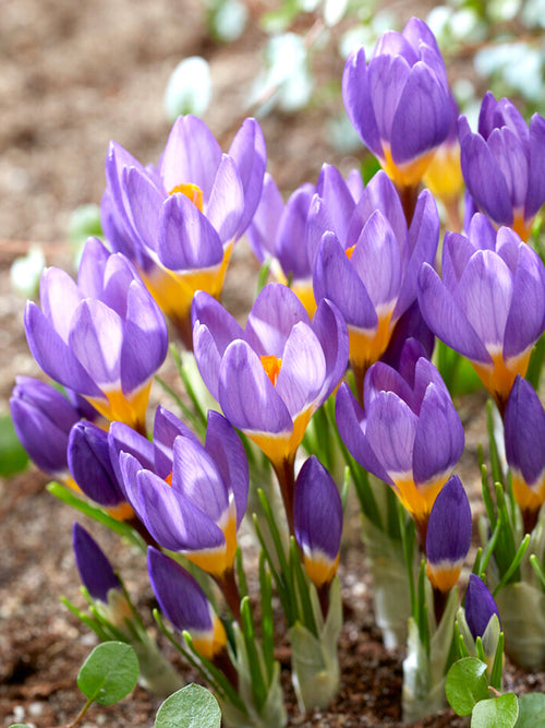 Crocus bloembollen sieberi ssp. sublimus Tricolor