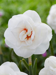 Narcis Acropolis