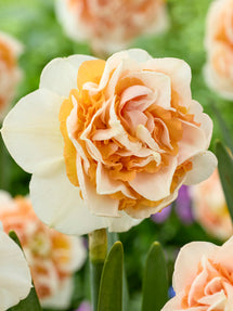 Narcis Break Out