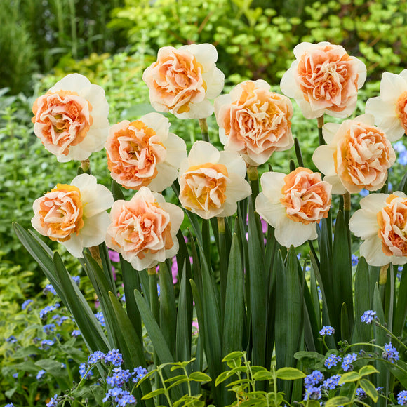 Narcis Break Out