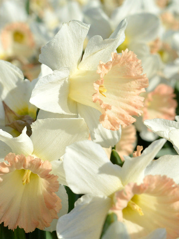 Narcissen British Gamble