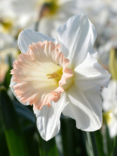 Narcis British Gamble