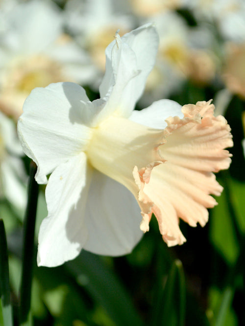 Narcissen British Gamble