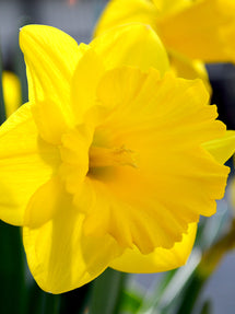 Narcis Dutch Master