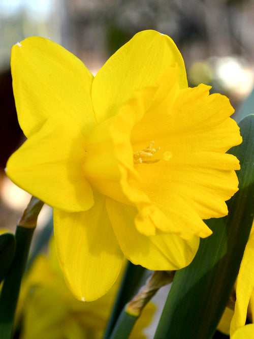Narcis Dutch Master
