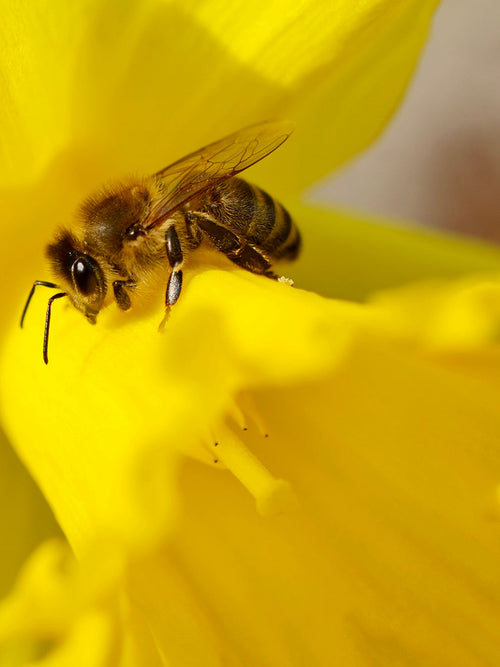 Geel Narcis Dutch Master