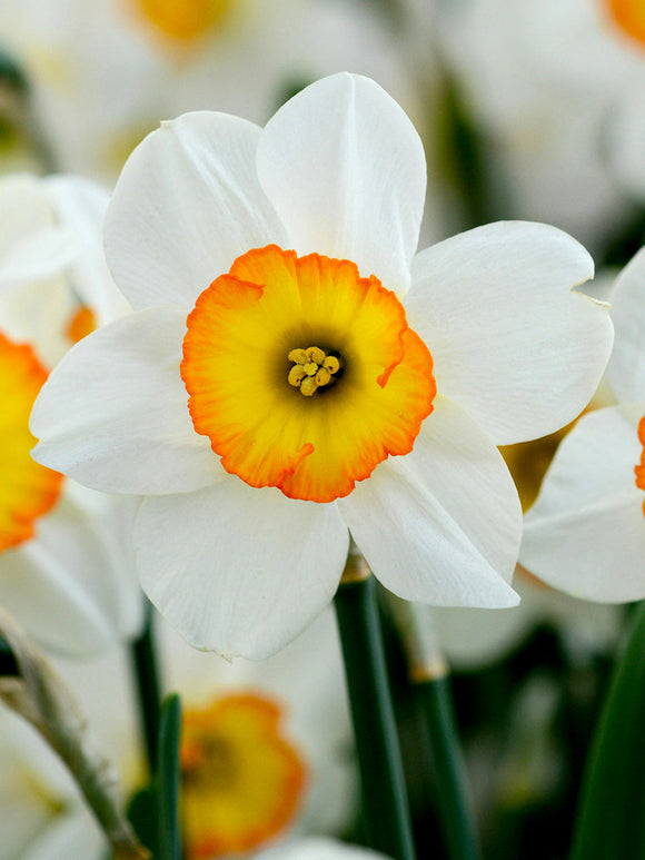 Kopen Narcis Flower Record