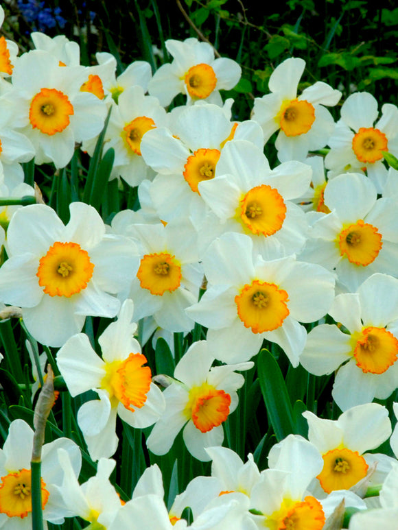 Narcissen Flower Record