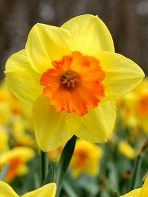 Narcis Fortissimo