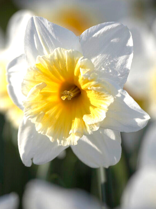 Narcis Ice Follies
