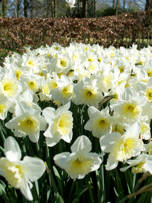 Narcissen - Narcis Ice Follies
