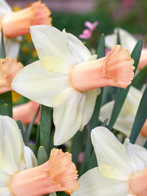 Narcis Llanfair