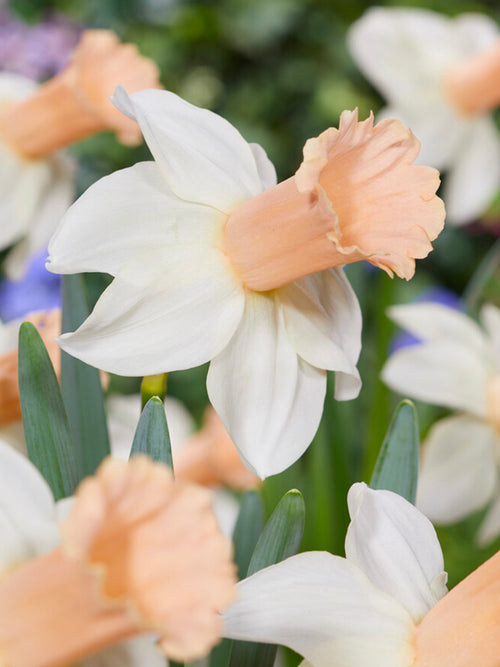 Narcis Llanfair