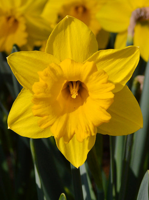 Narcis Marieke