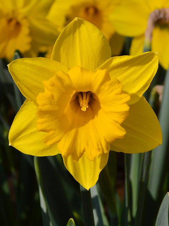 Narcis Marieke