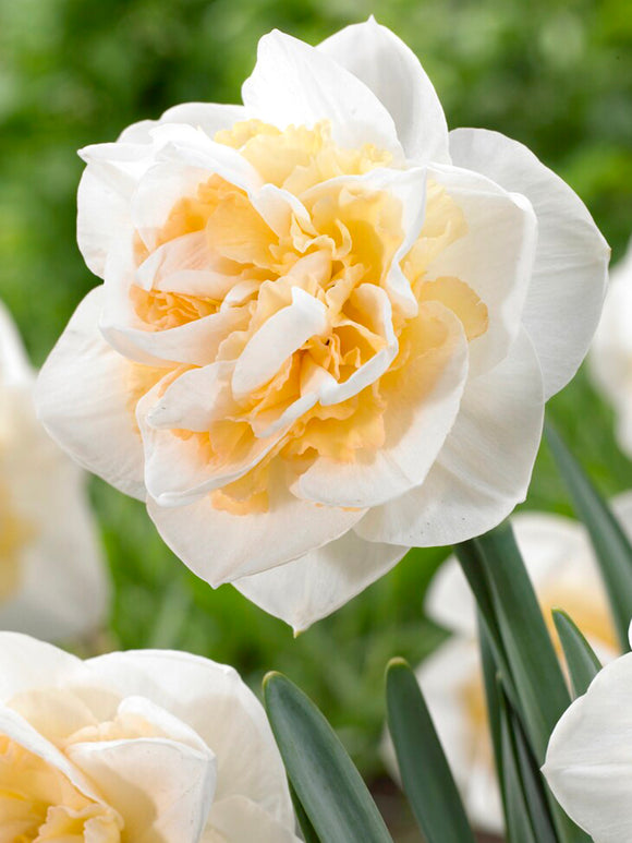 Kopen Narcis Peach Prince