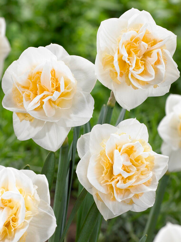 Narcis Peach Prince