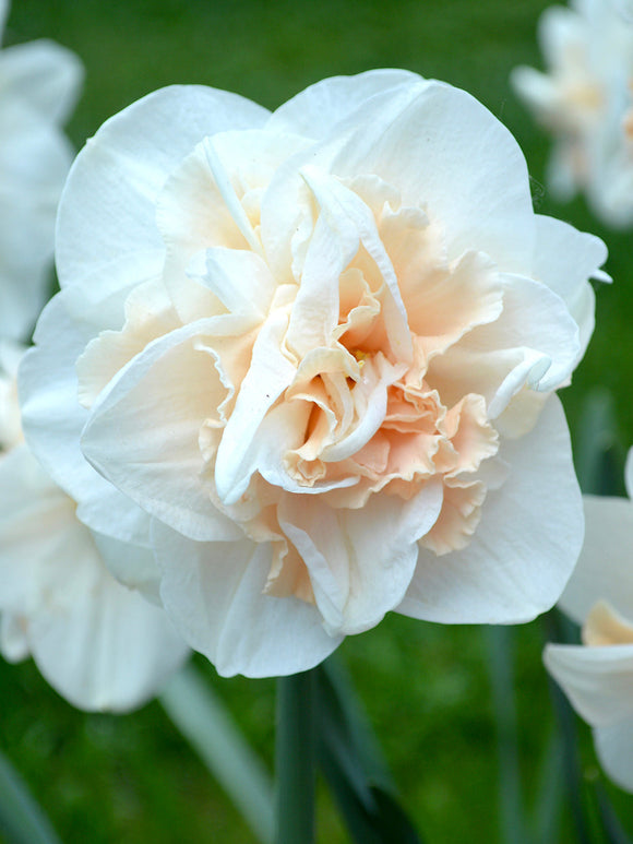 Narcissen Pink Champagne