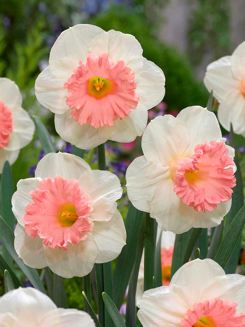 Narcis ‘Pink Parasol’
