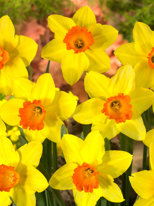 Narcis Red Devon