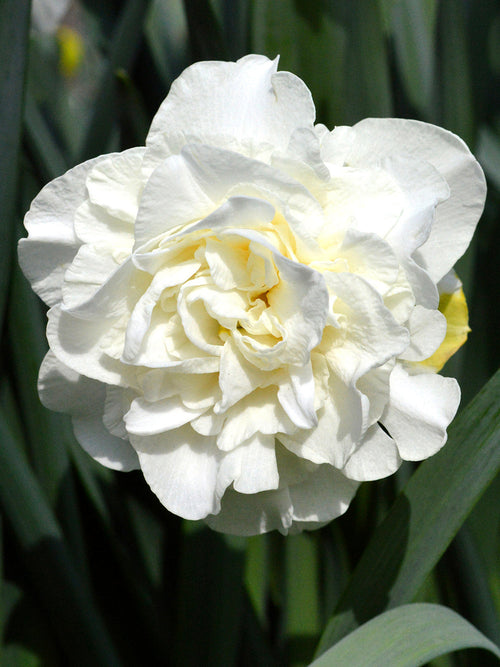 Narcis White Explosion