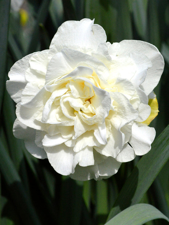 Narcis White Explosion