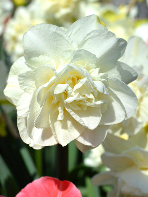Narcis White Explosion - whit bol