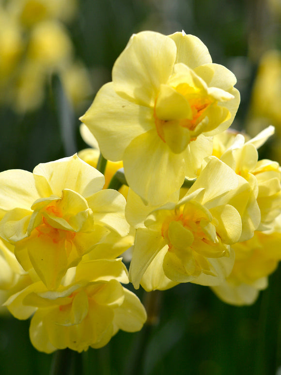 Narcis Yellow Cheerfulness