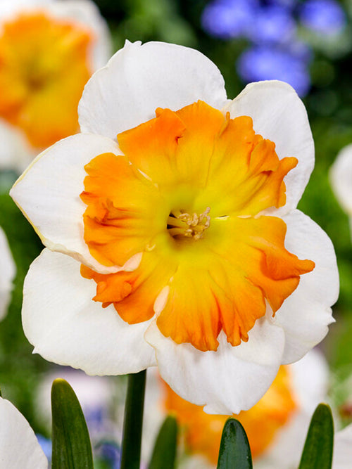 Narcis Zinzi bloembollen kopen - Herfstlevering