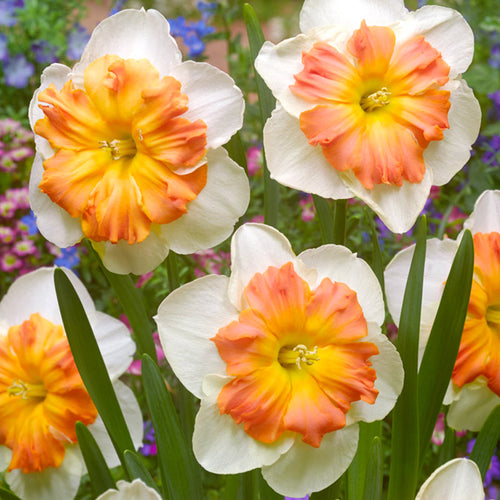 Narcis Zinzi bloembollen kopen