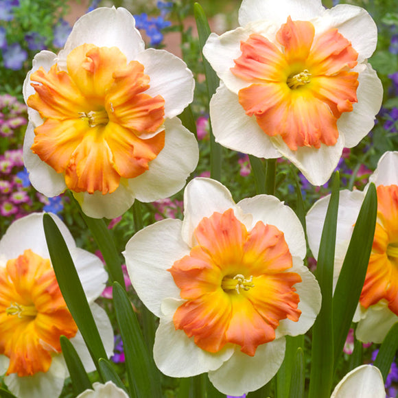 Narcis Zinzi bloembollen kopen