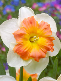 Narcis Zinzi