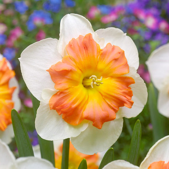 Narcis Zinzi bloembollen kopen - Herfstlevering