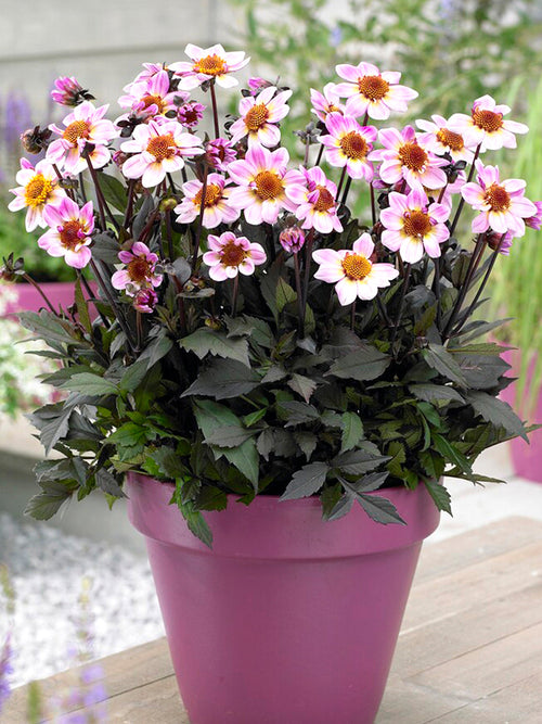 Dahliaknollen kopen American Pie