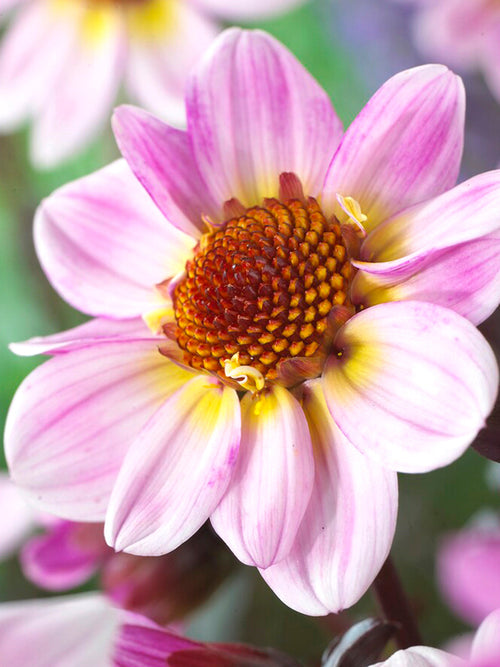 Dahlia American Pie bestellen in Nederland