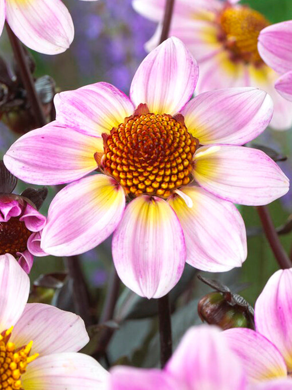 Dahlia American Pie bestellen