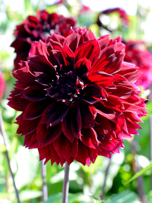 Dahlia Arabian Night bollen en knollen