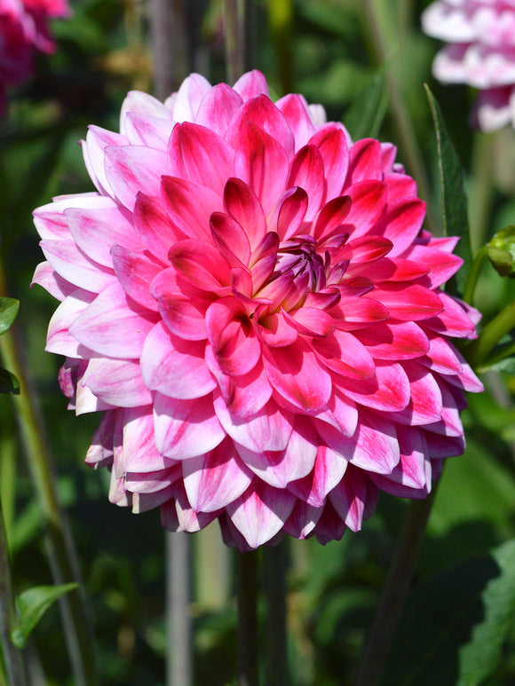 Dahlia Arthur Hambley bestellen
