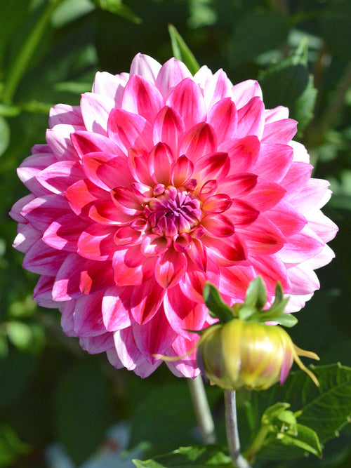 Dahlia Arthur Hambley dahlias kopen
