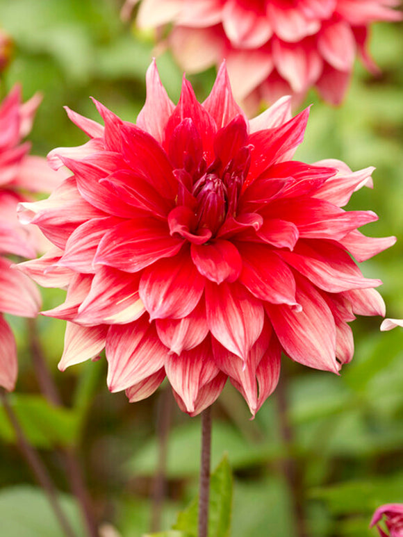 Dahlia's bestellen Babylon Red