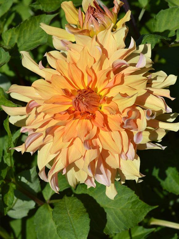 Dahlia Big Brother kopen