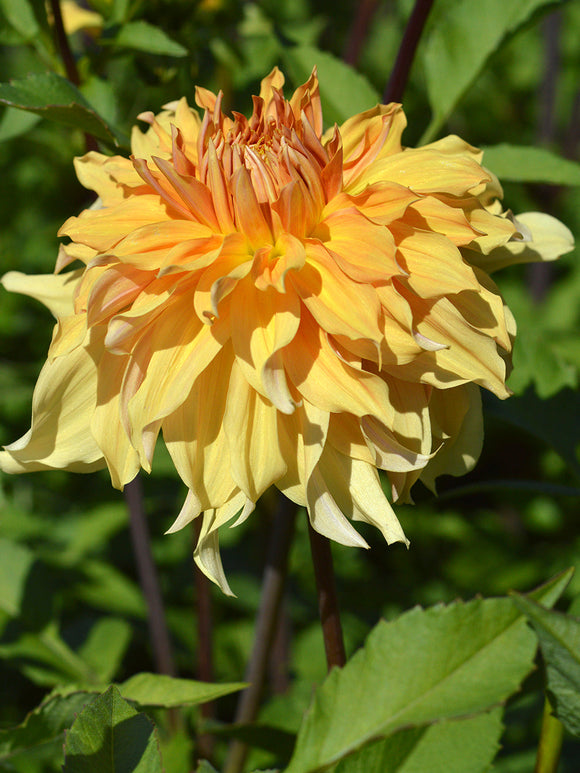 Dahlias Big Brother dahlia knollen