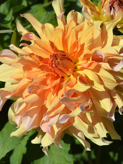 Dahlia Big Brother bestellen in Nederland