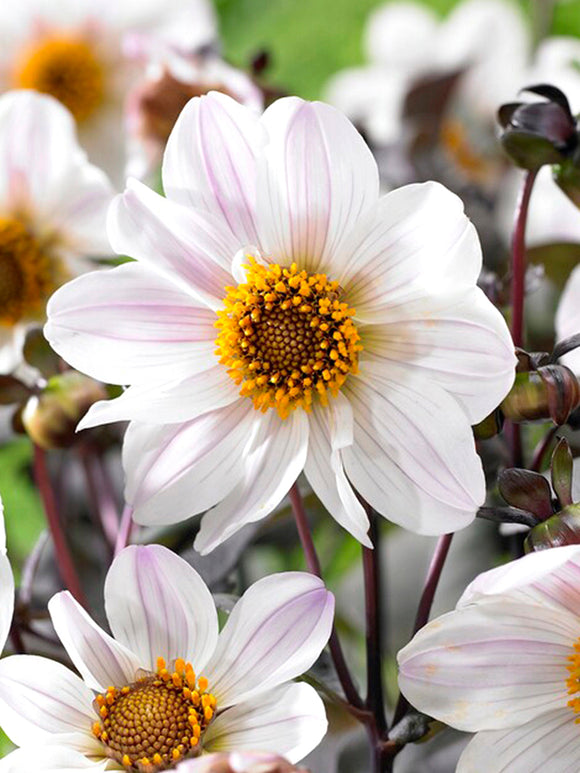 Dahlia bestellen Bishop of Dover