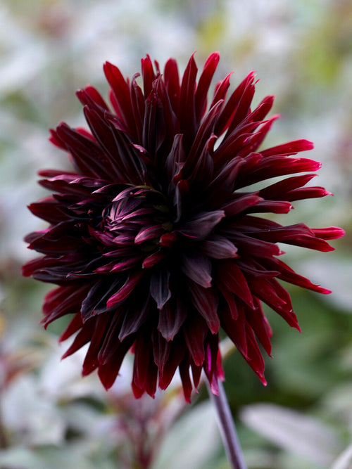 Koop Dahlia Black Jack knollen